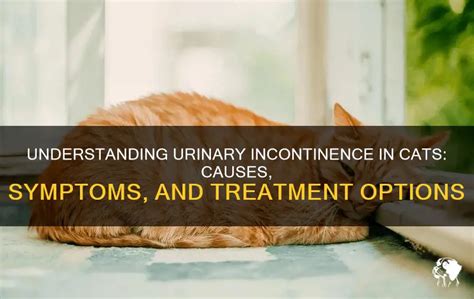 Incontinence in Cats: Causes, Signs & Treatment